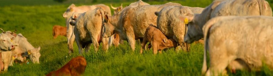 How can colostrum help adults? How can colostrum help adults?