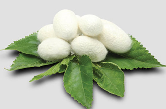 Serrapeptase